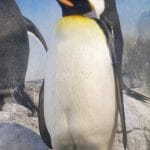 Penguin from xrayspx