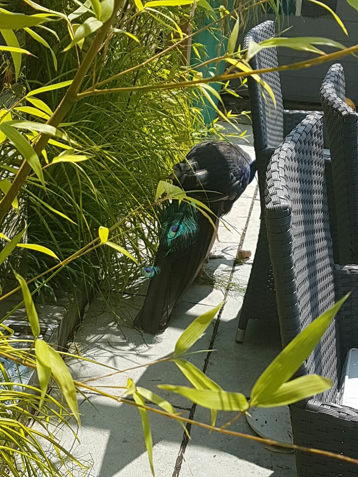 Peter the Peacock