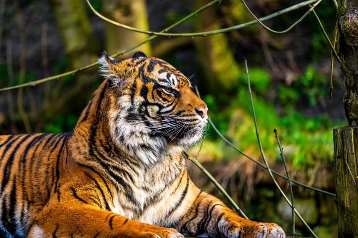 WWF International: putting AI to work for a global media team